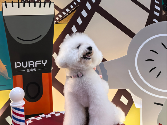 How to Dry a Dog After a Bath: A Step-by-Step Guide