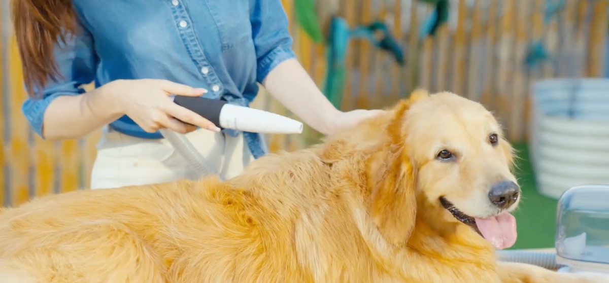 A golden retriever dog lying down while a person in a blue denim shirt uses a white and black pet grooming brush on its fur in an outdoor setting.