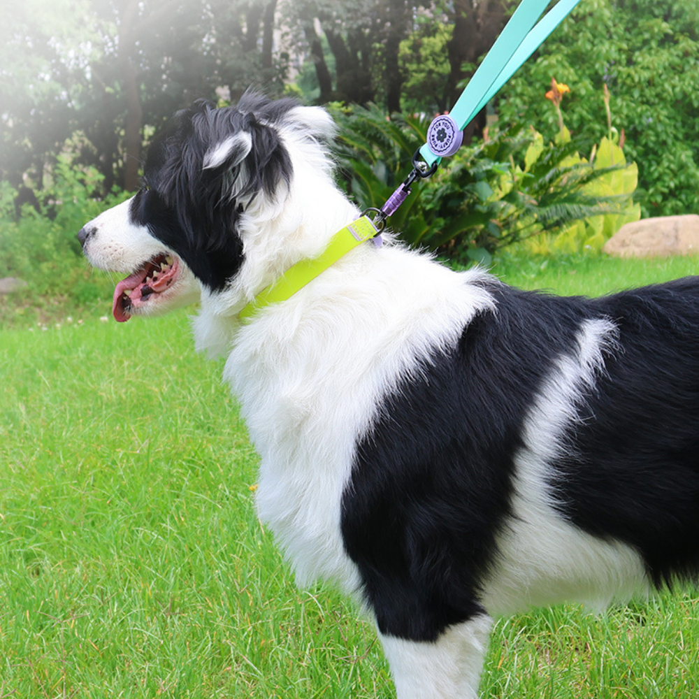 Waterproof Dog Collar | Durable, Comfortable & Easy to Clean